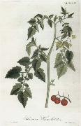 Alexander von Humboldt Lycopersicum esculentum oil painting reproduction